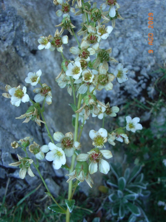 Monte Miletto - Saxifraga paniculata